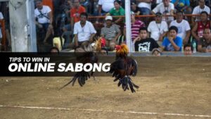 Online Sabong at PHTAYA – Tuka to Win!